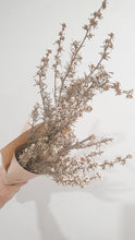 Load image into Gallery viewer, Natural dried titree- white
