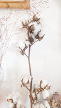 Load image into Gallery viewer, Natural dried cotton long stem