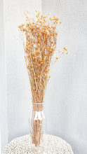 Load image into Gallery viewer, Australian dried daisies- peach colour