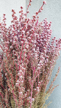 Load image into Gallery viewer, Natural dried titree- pink