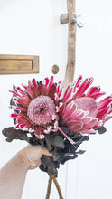 Load image into Gallery viewer, Protea Australian native flower.