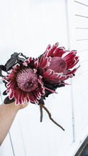 Load image into Gallery viewer, Protea Australian native flower.