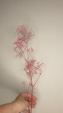Load image into Gallery viewer, Preserved baby breath stem- preserved pink stem.