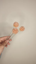 Load image into Gallery viewer, Scabiosa preserved flower stem- Pink/ Peach.