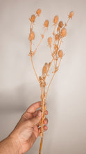 Load image into Gallery viewer, Large sea holly stem- peach