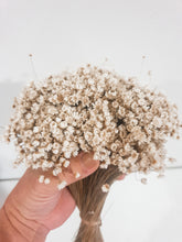 Load image into Gallery viewer, Ixodia dried Australian daisy stem.