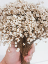 Load image into Gallery viewer, Ixodia dried Australian daisy stem.