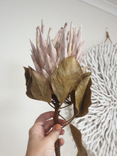 Load image into Gallery viewer, King protea flower- bleached.