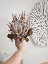 Load image into Gallery viewer, King protea flower- bleached.