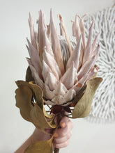 Load image into Gallery viewer, King protea flower- bleached.