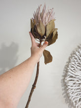 Load image into Gallery viewer, King protea flower- bleached.