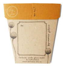 Load image into Gallery viewer, BILLY BUTTON GIFT OF SEEDS