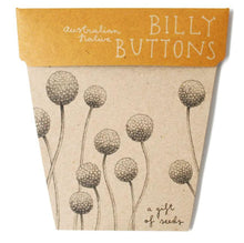 Load image into Gallery viewer, BILLY BUTTON GIFT OF SEEDS