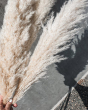 Load image into Gallery viewer, Australian pampas grass