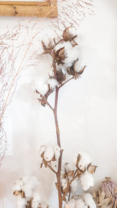 Natural dried cotton long stem
