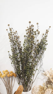 Dried stirlingia stem natural flower- yellow/green.