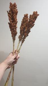 Sorghum stem dried- rust.