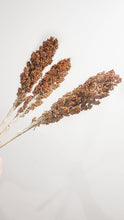 Load image into Gallery viewer, Sorghum stem dried- rust.
