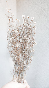 Dried stirlingia stem naturnal flower- white.
