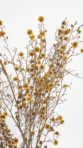 Dried stirlingia stem natural flower- yellow.