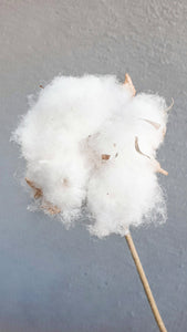 Little cotton stem.