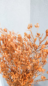 Australian dried daisies- peach colour