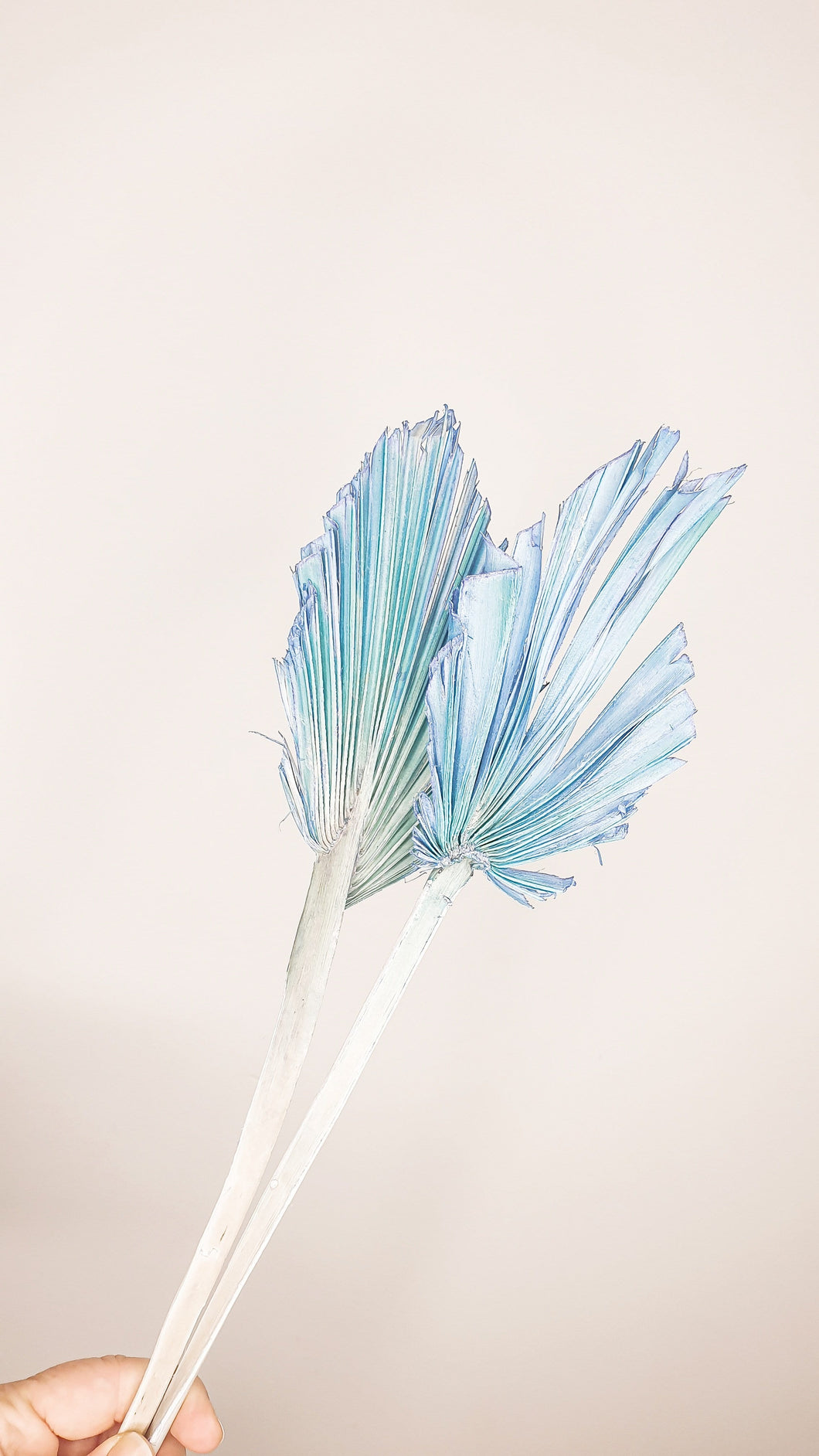 Palm spade- blue.