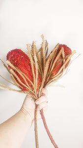 Dried banksia flower- red