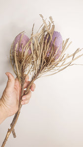 Dried banksia flower- lilac