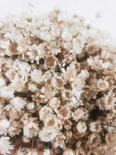 Load image into Gallery viewer, Ixodia dried Australian daisy stem.
