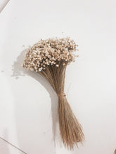 Load image into Gallery viewer, Ixodia dried Australian daisy stem.
