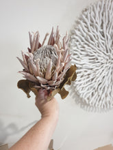 Load image into Gallery viewer, King protea flower- bleached.
