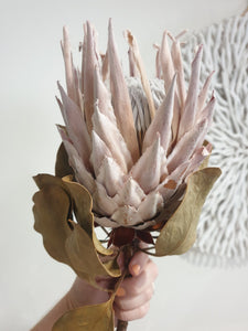 King protea flower- bleached.