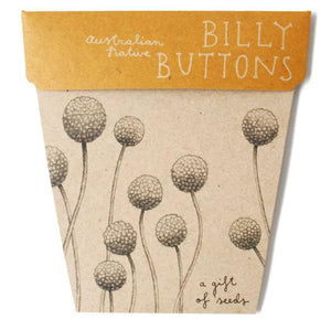 BILLY BUTTON GIFT OF SEEDS