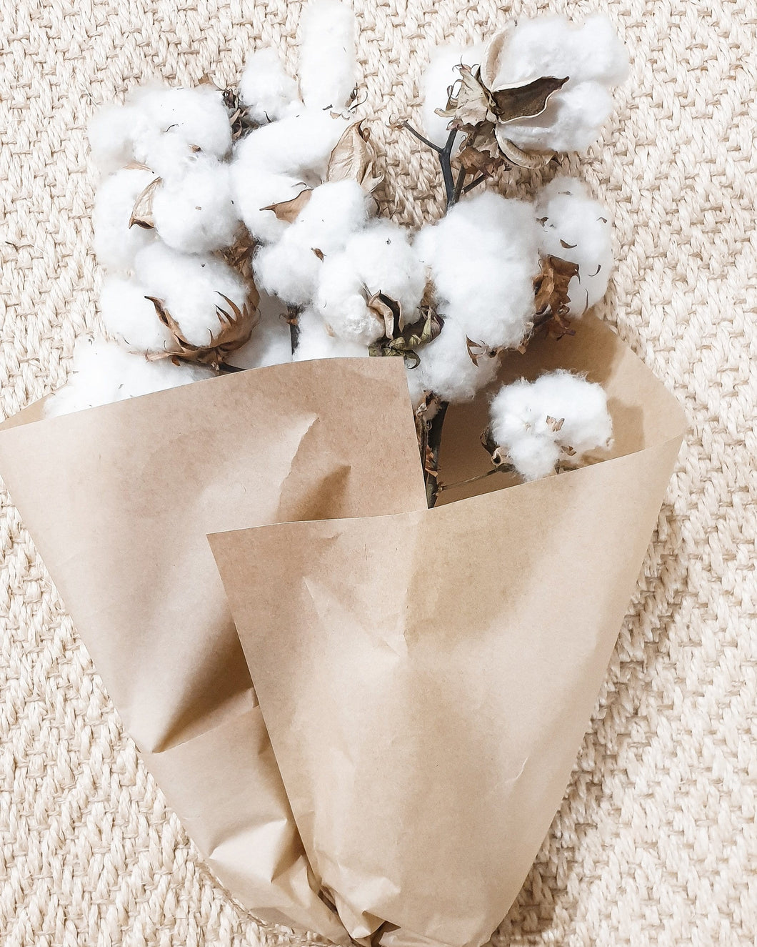 Natural dried cotton- Large bunch of 5 stems.